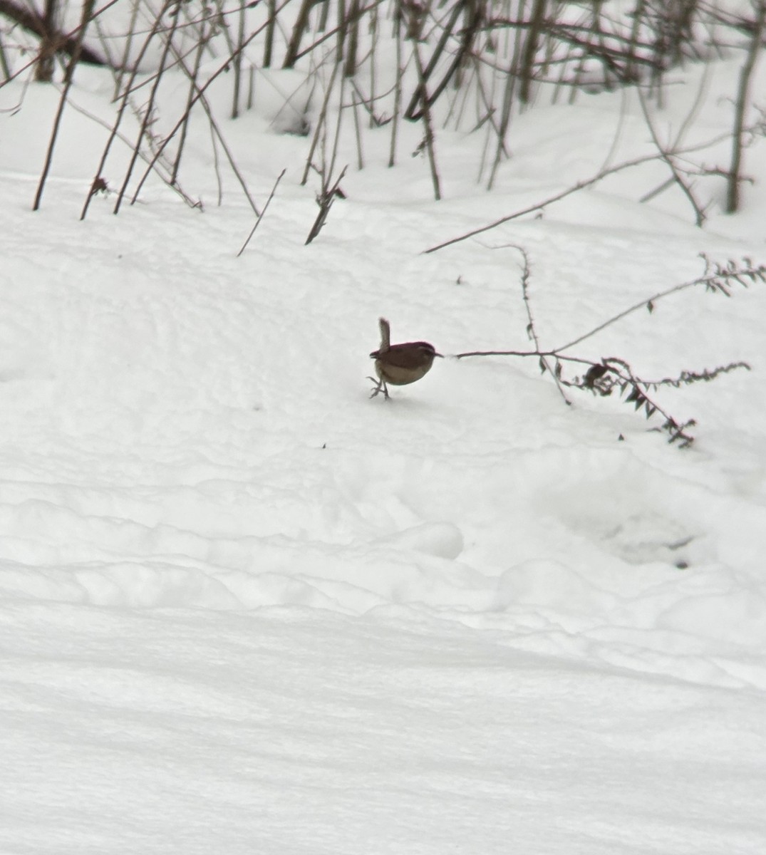 チャバラマユミソサザイ - ML646991797