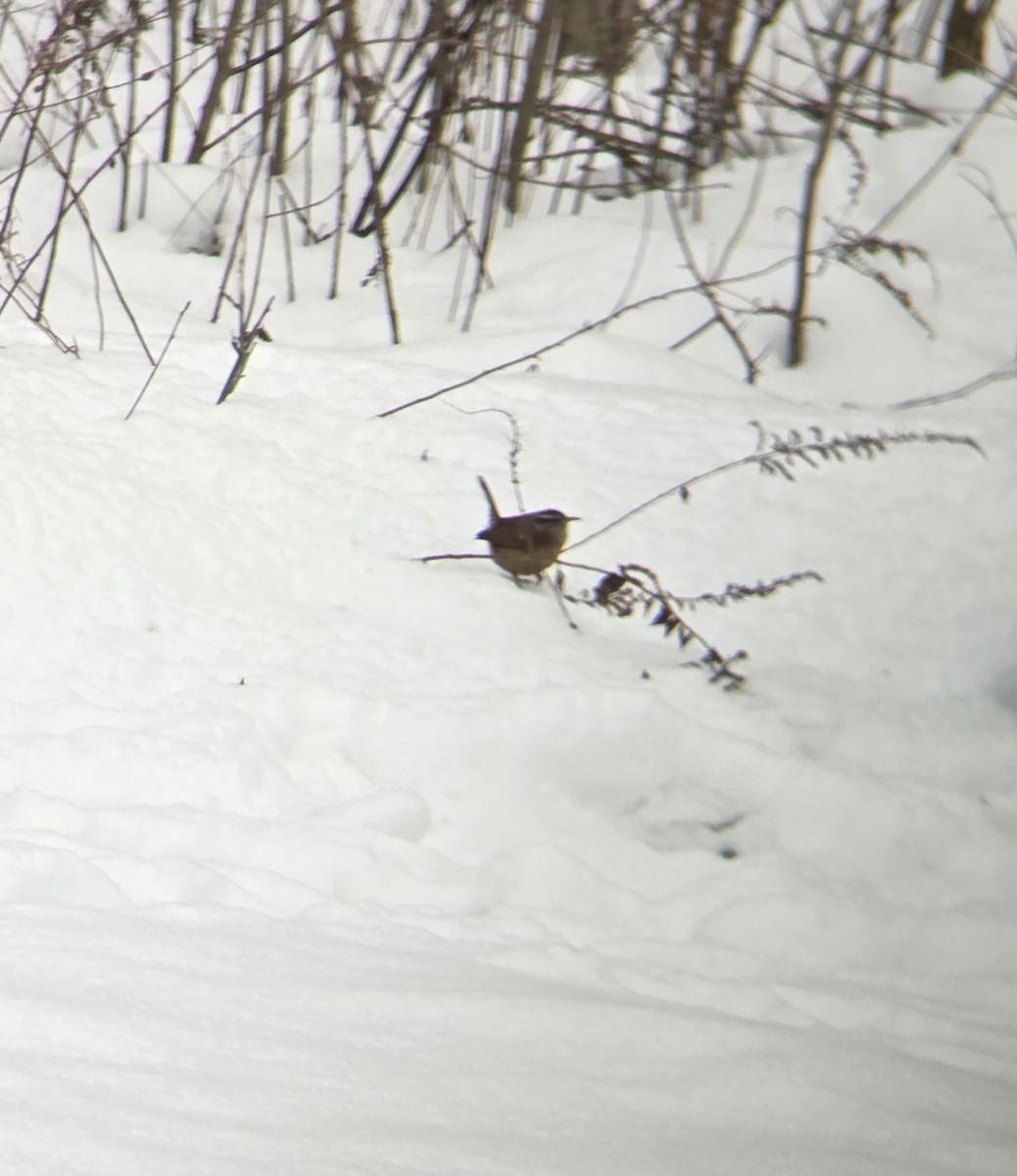 チャバラマユミソサザイ - ML646991798