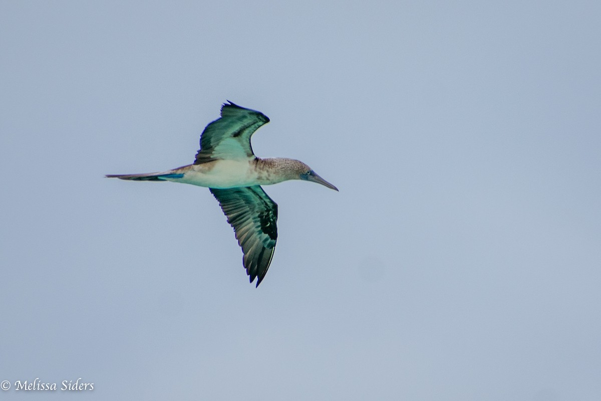 Blue-footed Booby - ML646991802