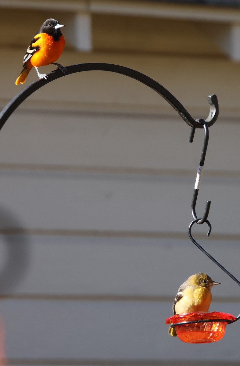 Baltimor Turpiyalı - ML646991809