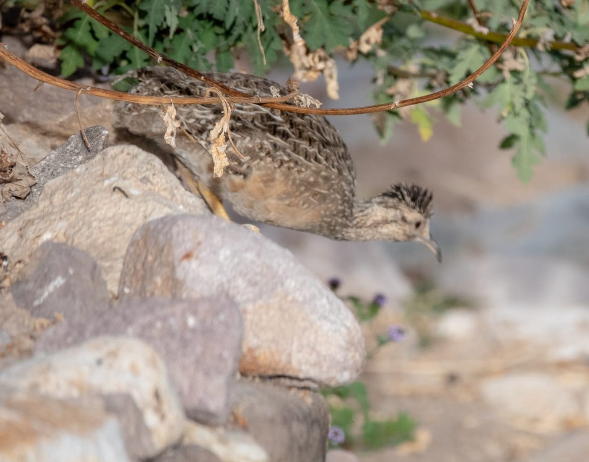 Інамбу андський - ML646991816