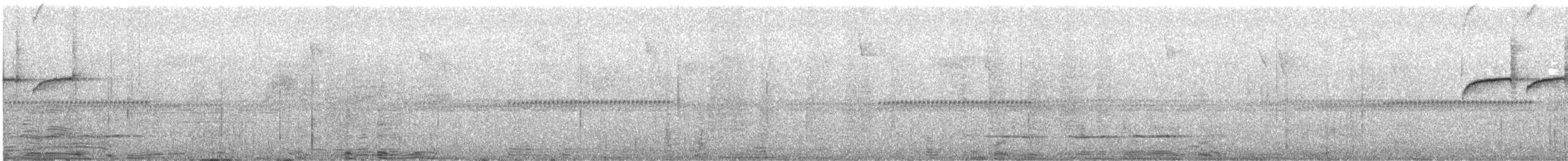 okerbåndtyrannulett - ML646991826