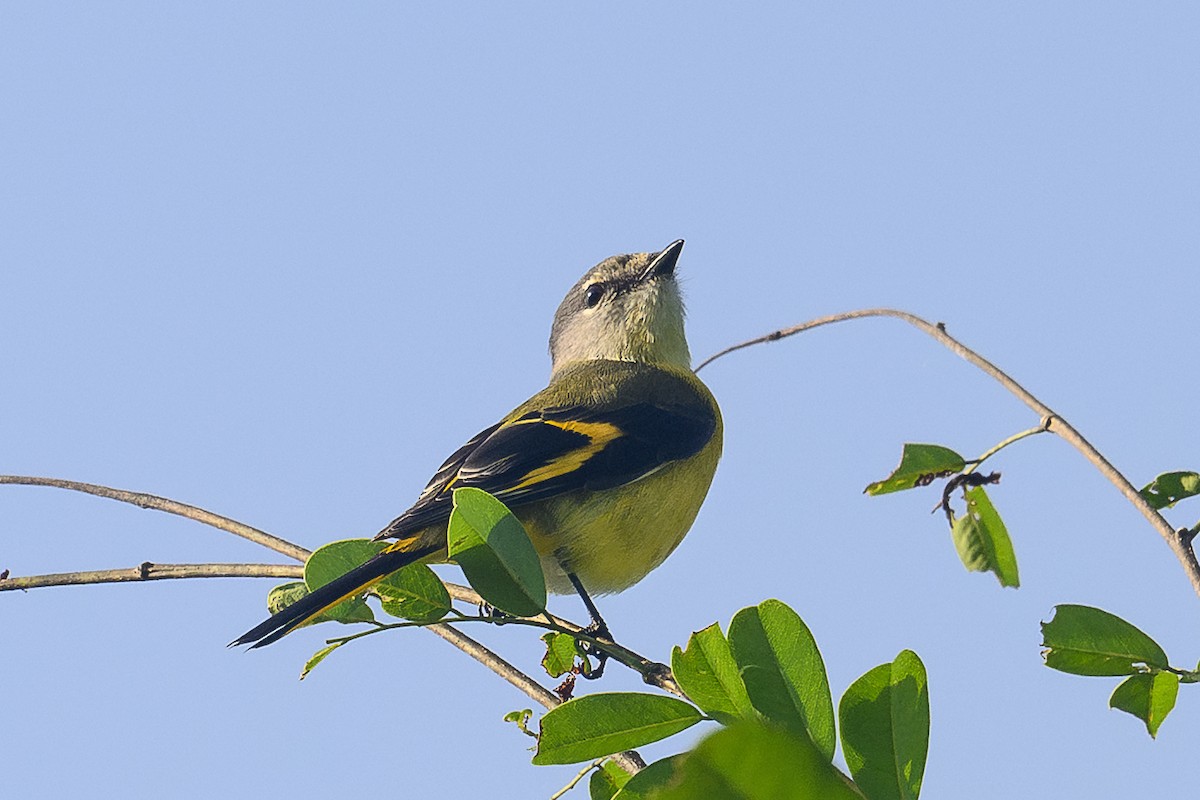 Long-tailed Minivet - ML646991828