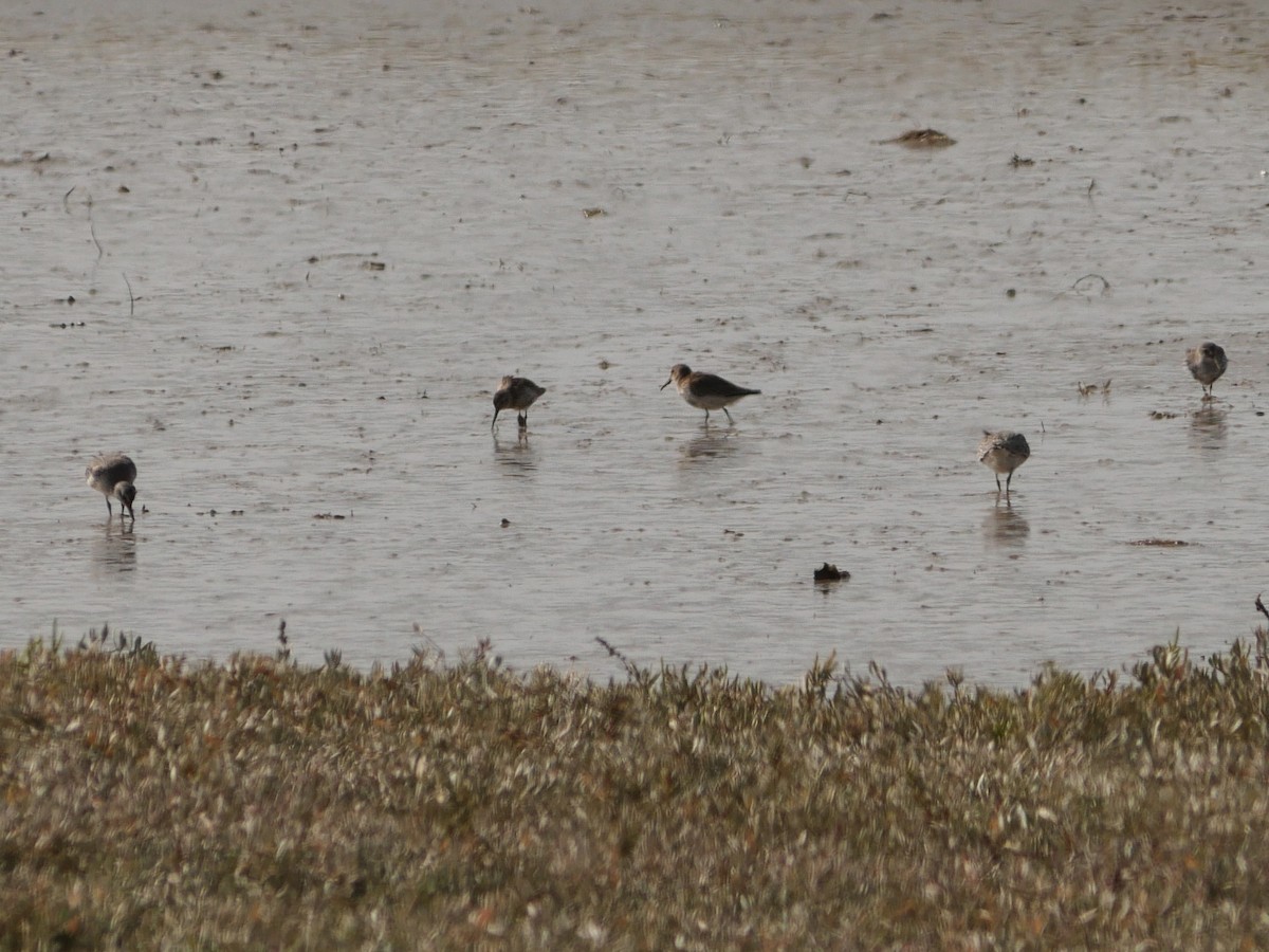 ハマシギ - ML646991830