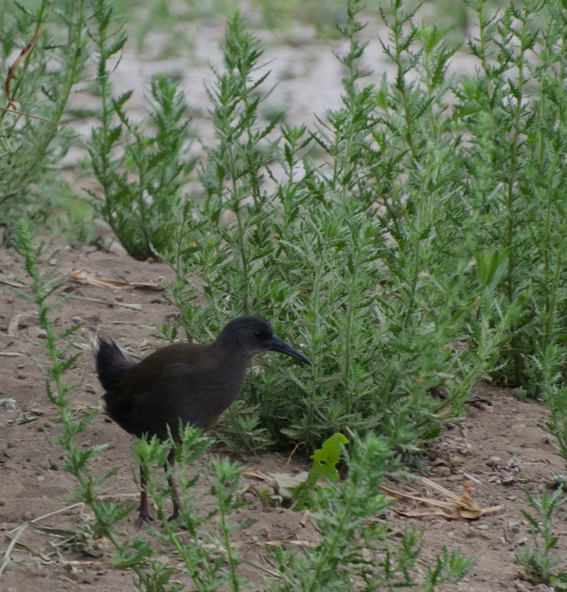 Plumbeous Rail - ML646991833