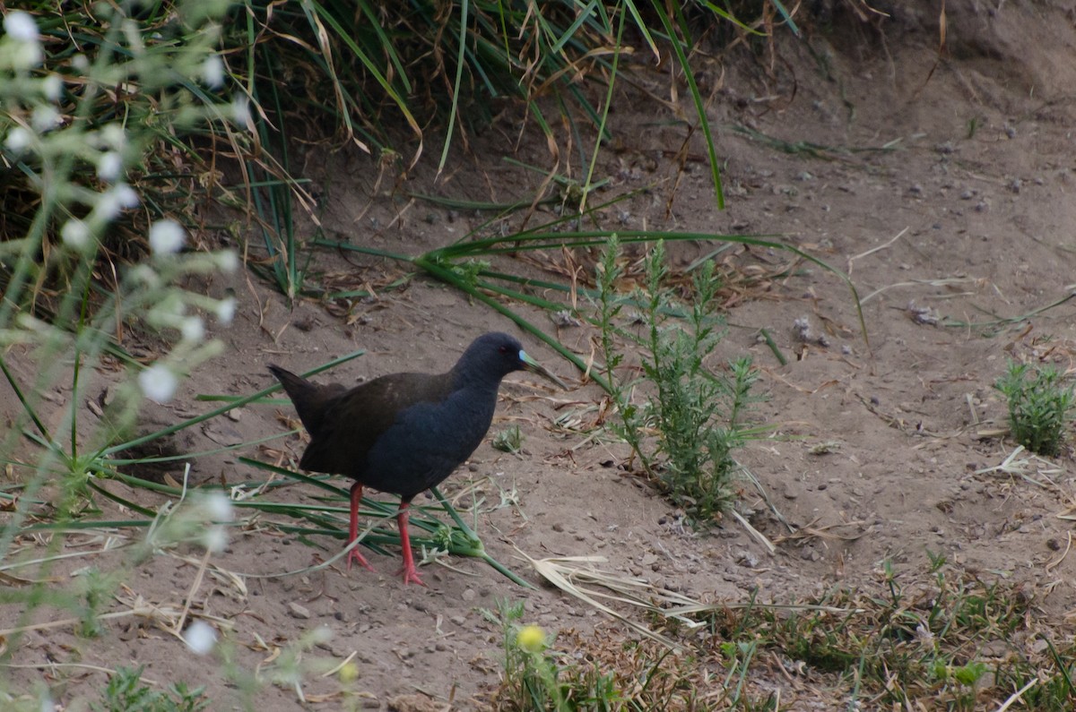 Plumbeous Rail - ML646991834