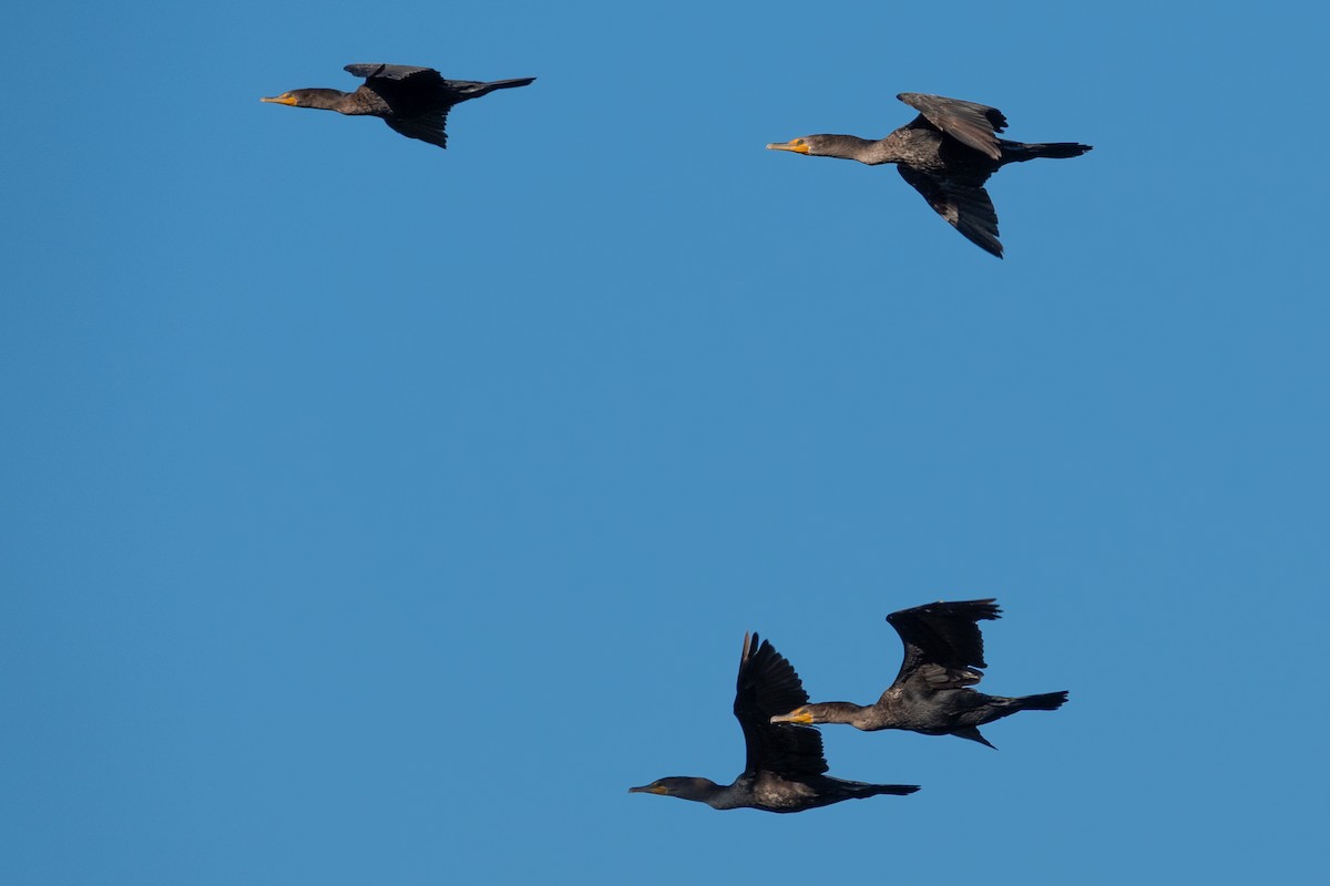 Double-crested Cormorant - ML646991835