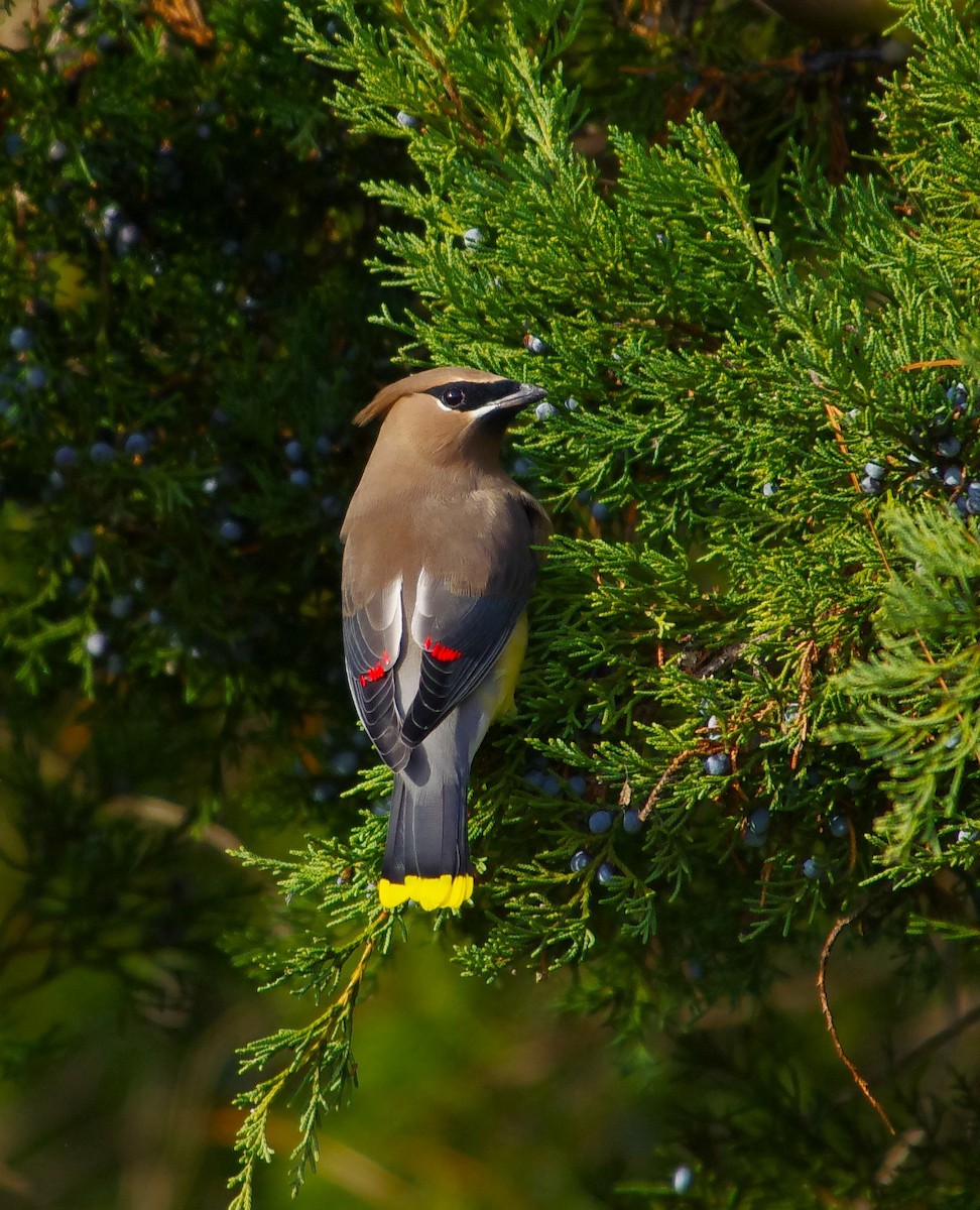 Cedar Waxwing - ML646991837