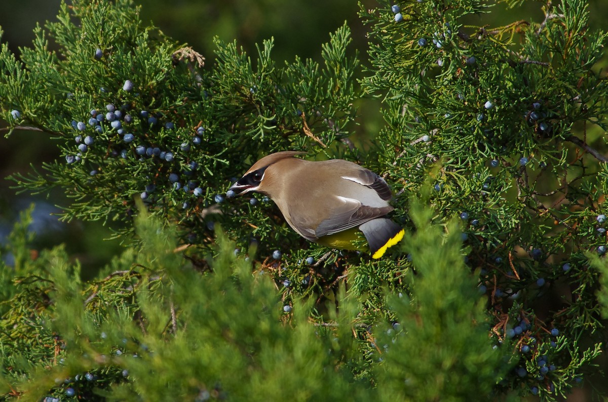 Cedar Waxwing - ML646991838