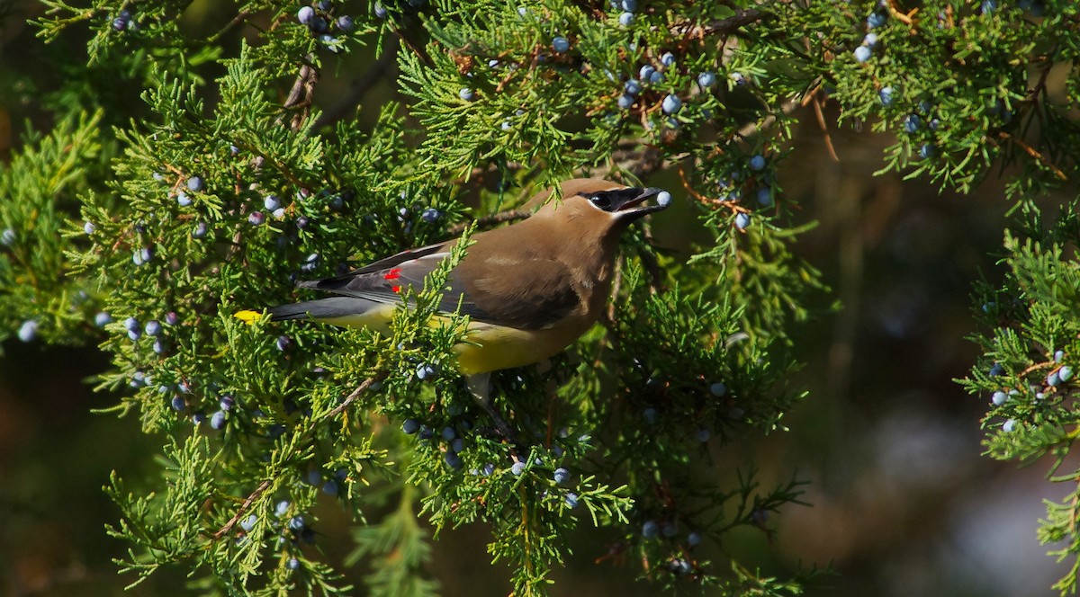 Cedar Waxwing - ML646991839