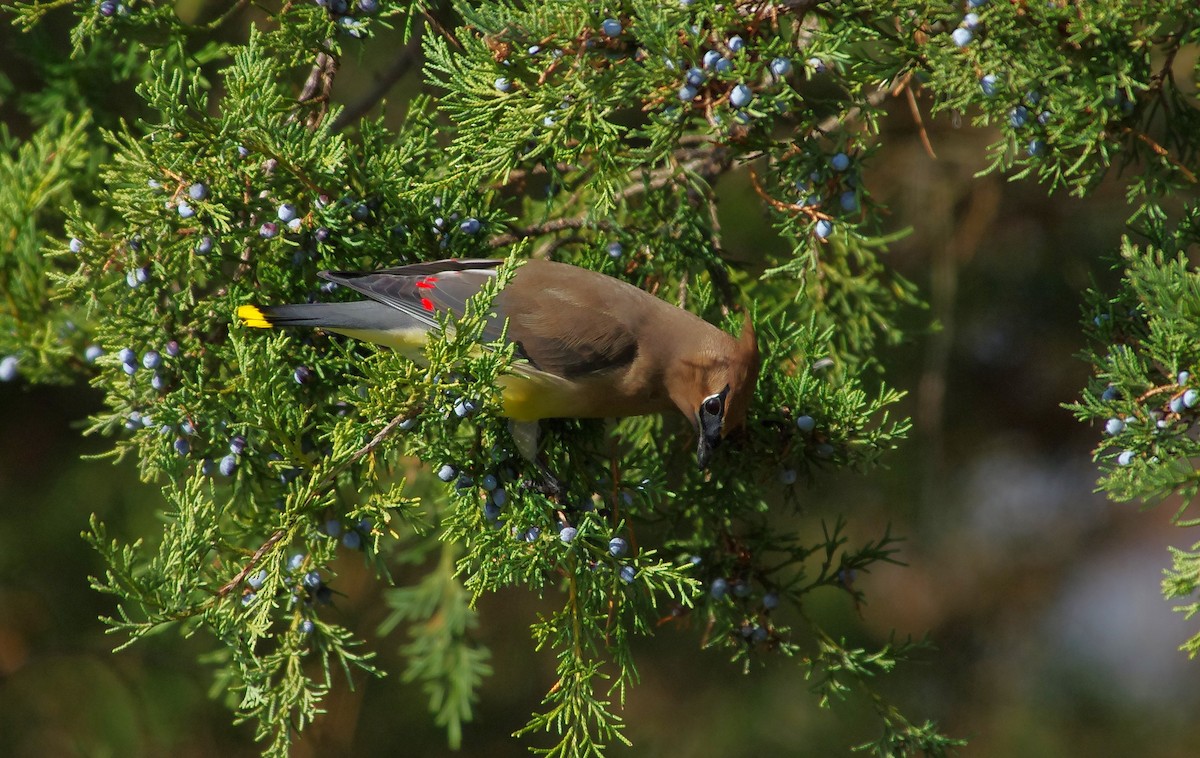 Cedar Waxwing - ML646991840