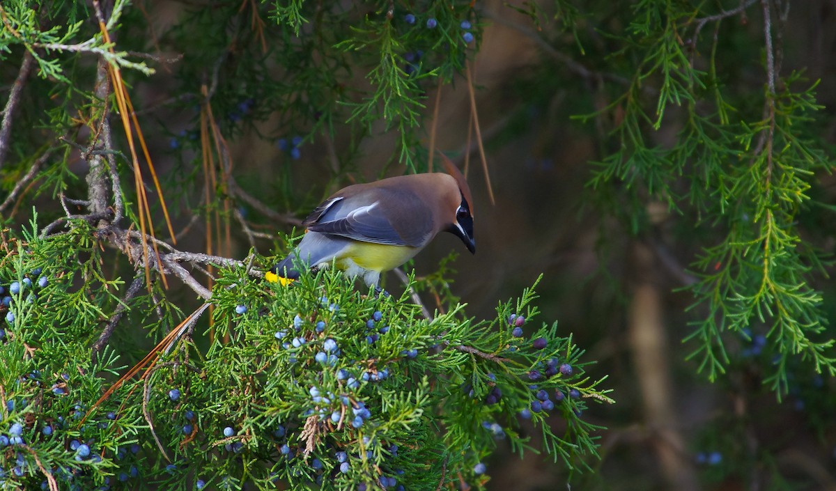 Cedar Waxwing - ML646991841