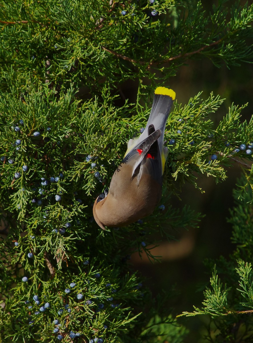 Cedar Waxwing - ML646991842