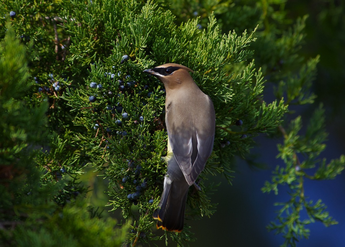 Cedar Waxwing - ML646991843