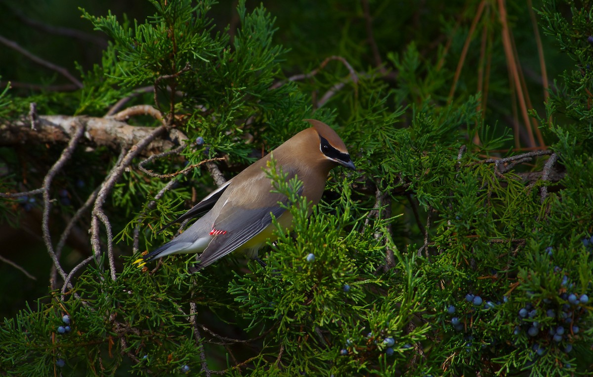 Cedar Waxwing - ML646991844