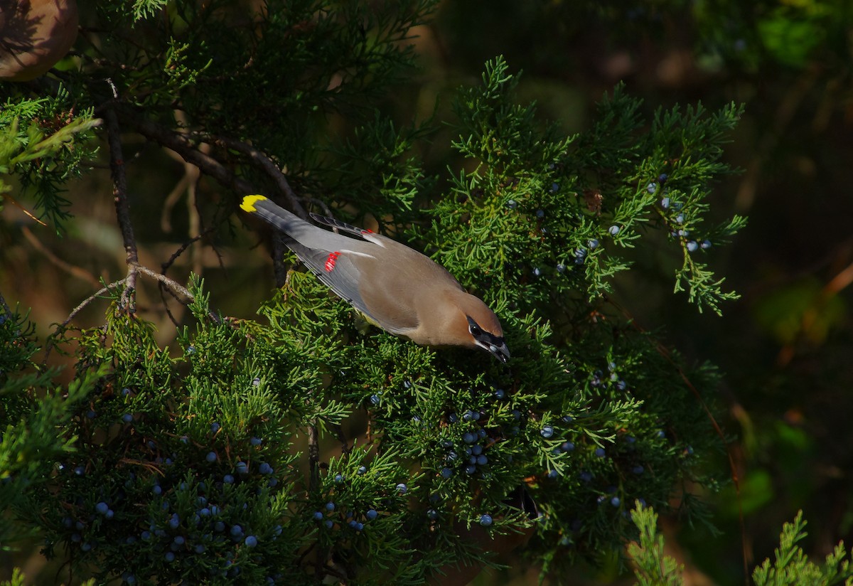 Cedar Waxwing - ML646991845