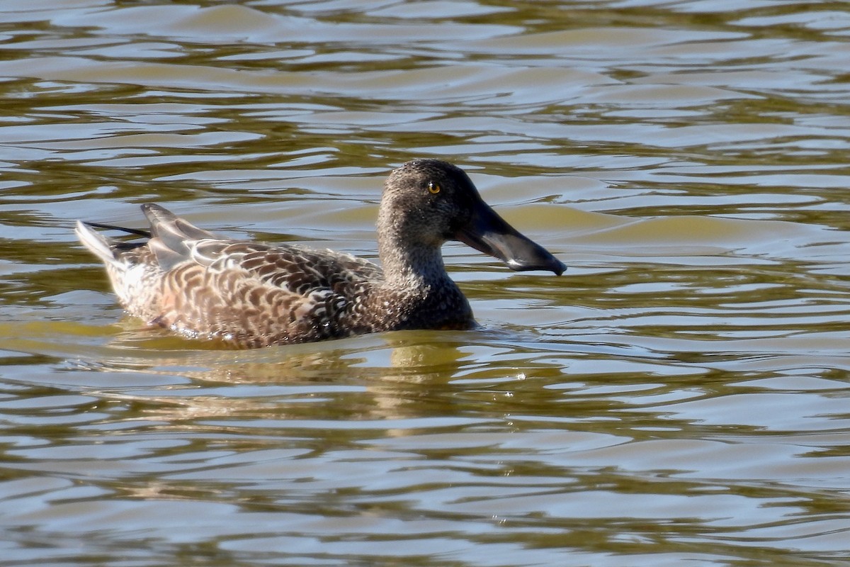 ハシビロガモ - ML646991846