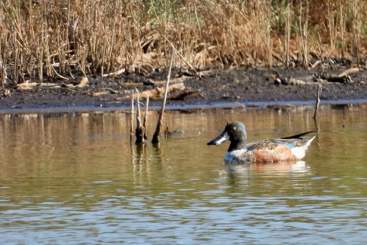 ハシビロガモ - ML646991847