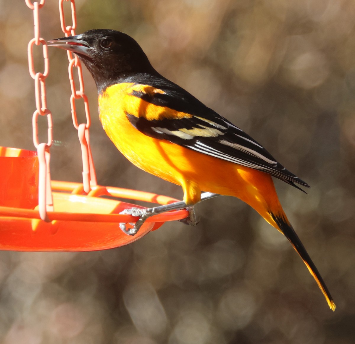 Baltimor Turpiyalı - ML646991849