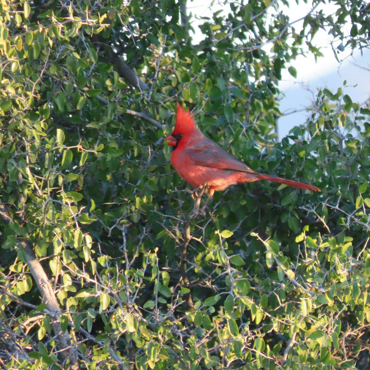 Northern Cardinal - ML646991850
