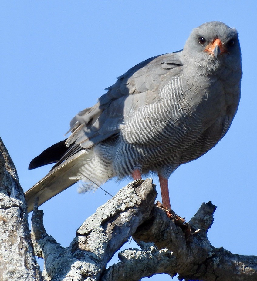 Dark Chanting-Goshawk - ML646991851