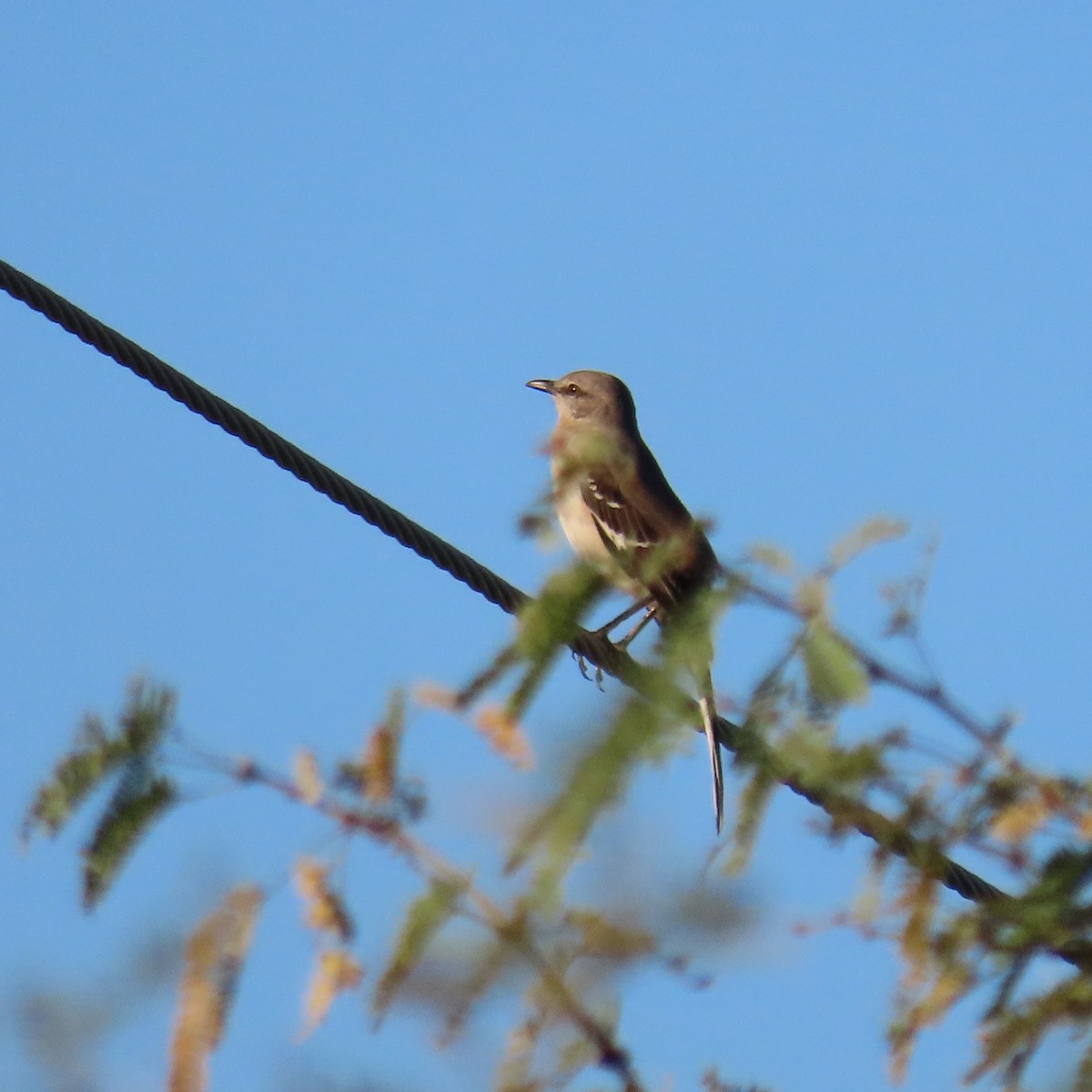 Northern Mockingbird - ML646991854