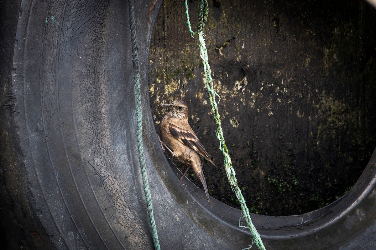 Береговая трясохвостка - ML646991855