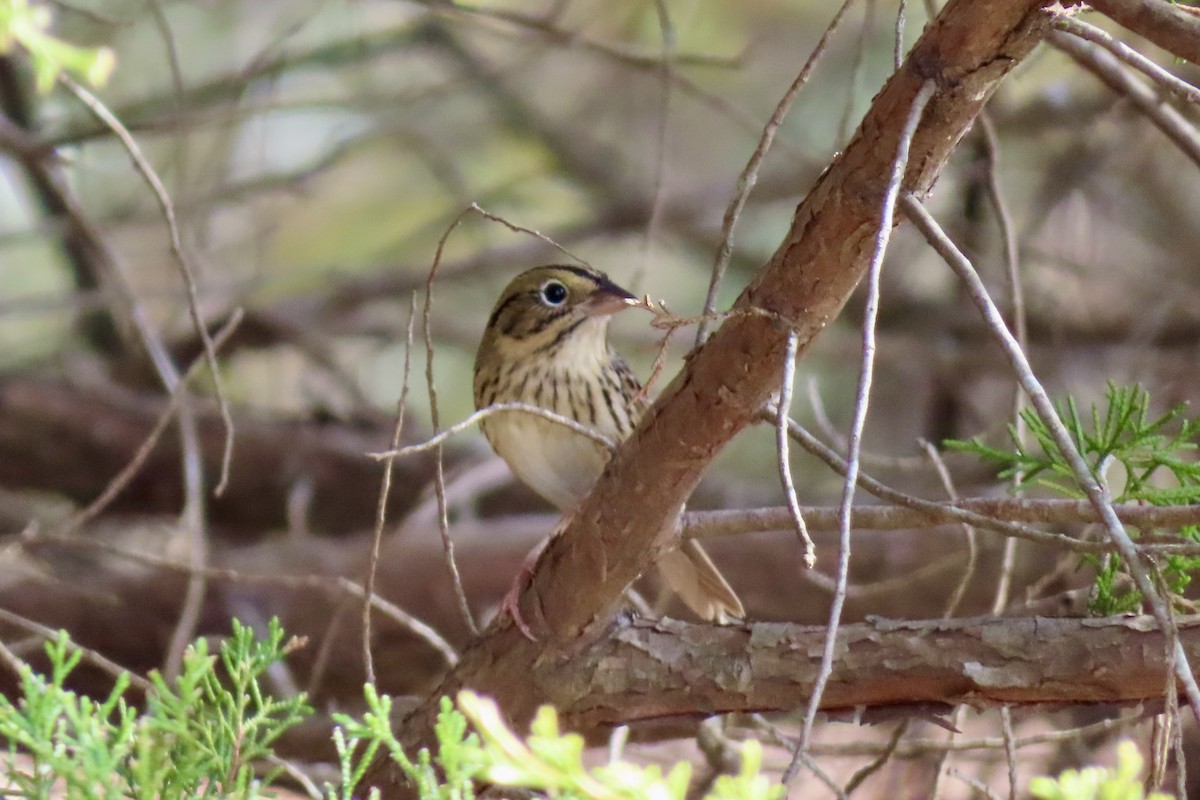 Henslow's Sparrow - ML646991857