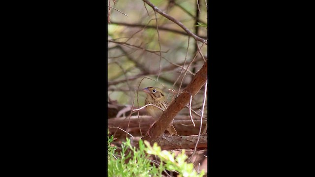 Henslow's Sparrow - ML646991858