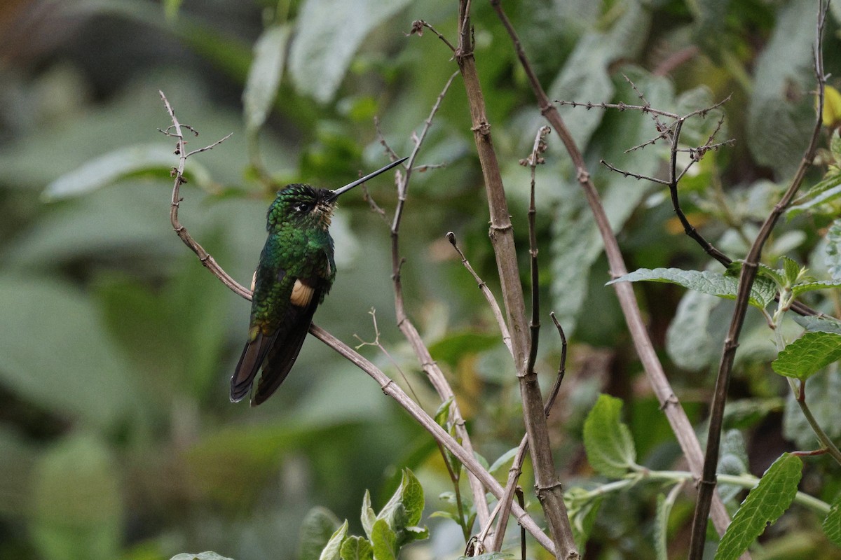 Buff-winged Starfrontlet - ML646991860