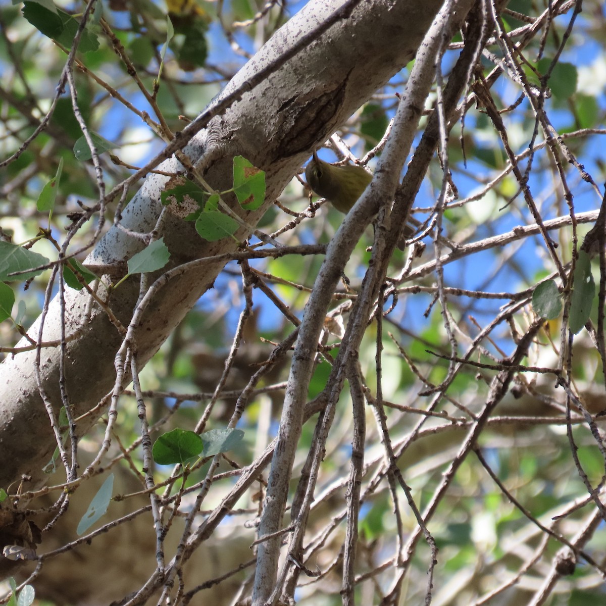 Orange-crowned Warbler - ML646991862