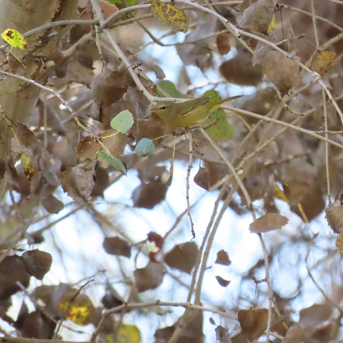 Orange-crowned Warbler - ML646991863