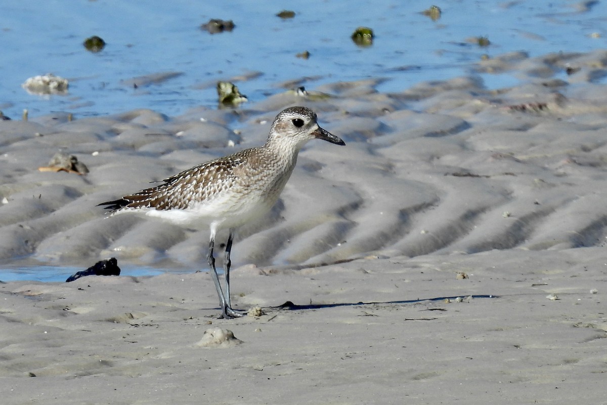 Gümüş Yağmurcun - ML646991864