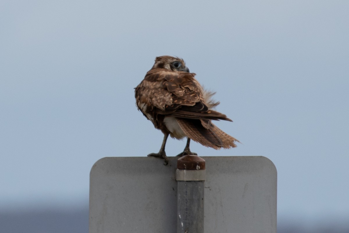Brown Falcon - ML646991865