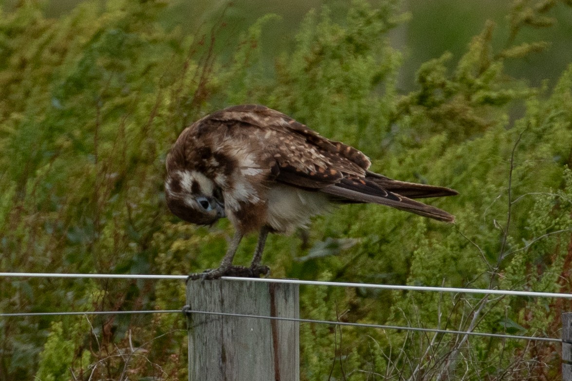 Brown Falcon - ML646991866