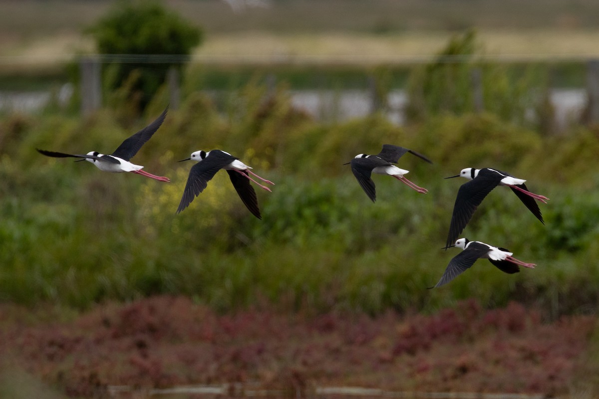 Pied Stilt - ML646991868