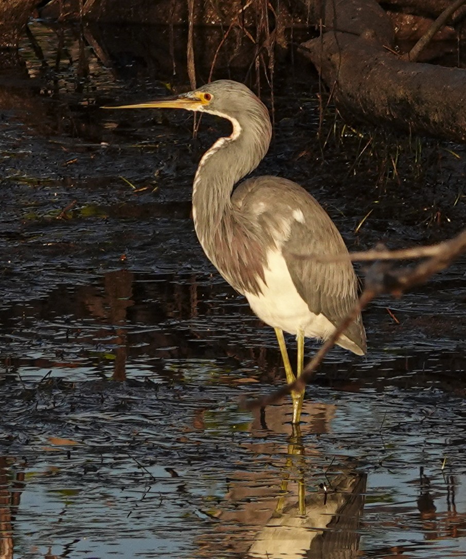 Tricolored Heron - ML646991870
