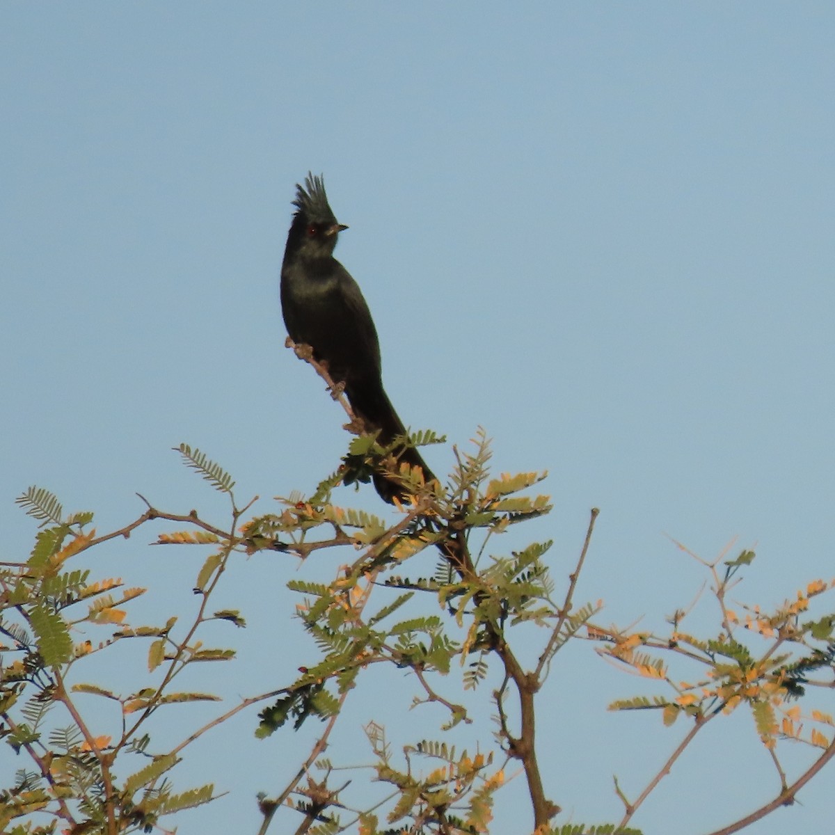 Phainopepla - ML646991872