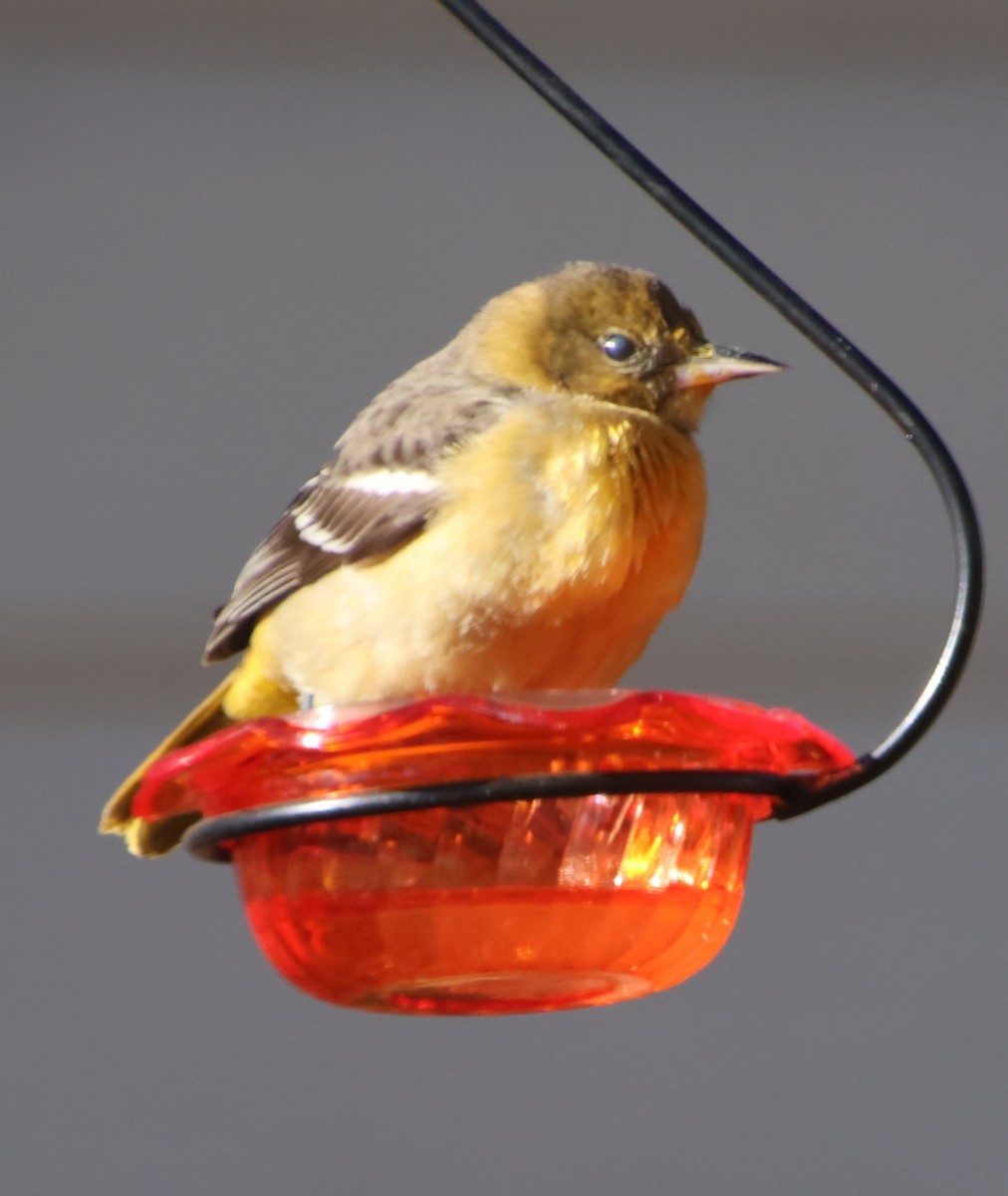 Baltimor Turpiyalı - ML646991877