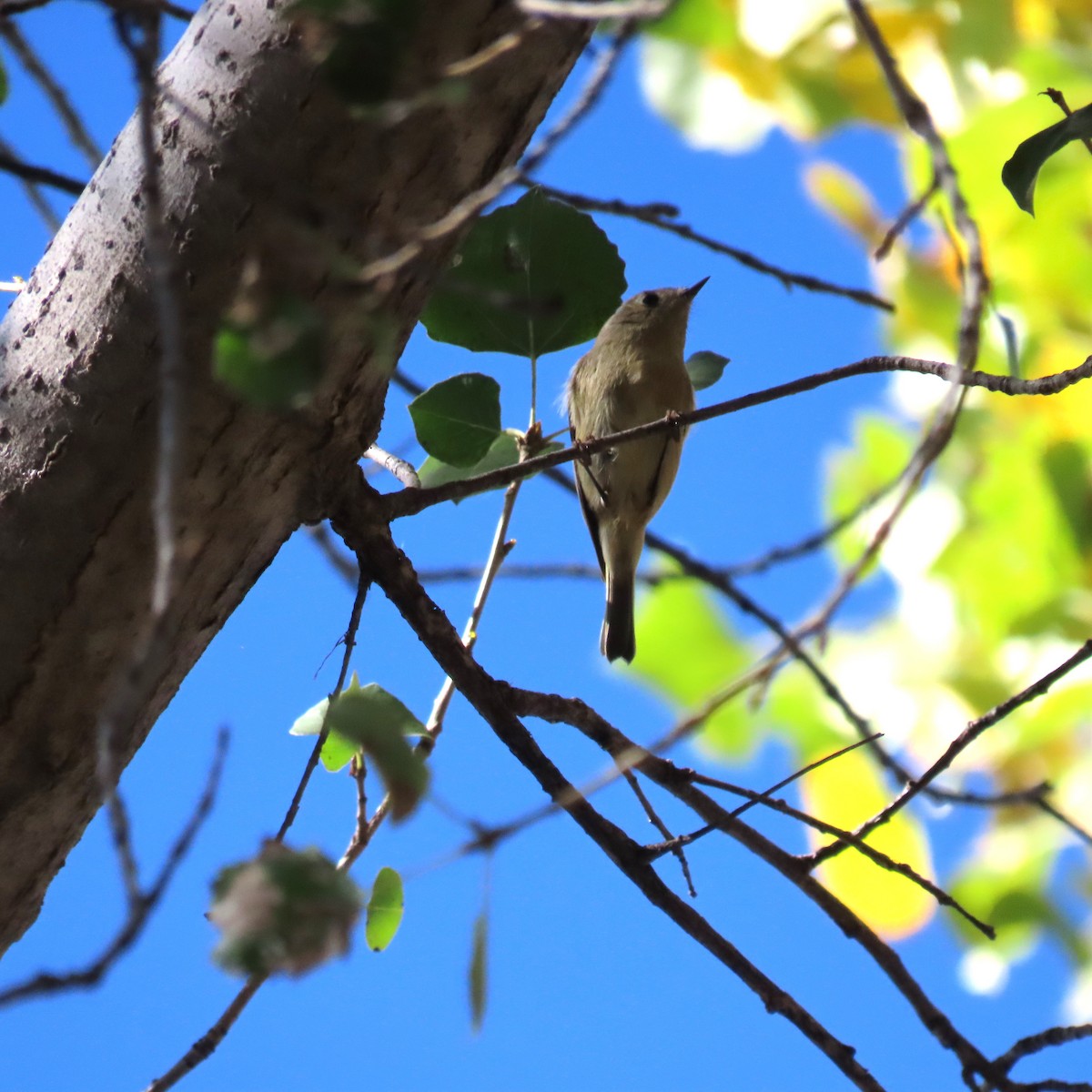 Ruby-crowned Kinglet - ML646991883