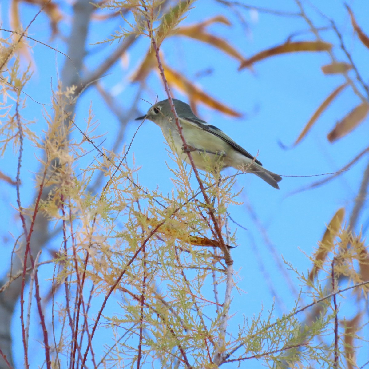 Ruby-crowned Kinglet - ML646991884