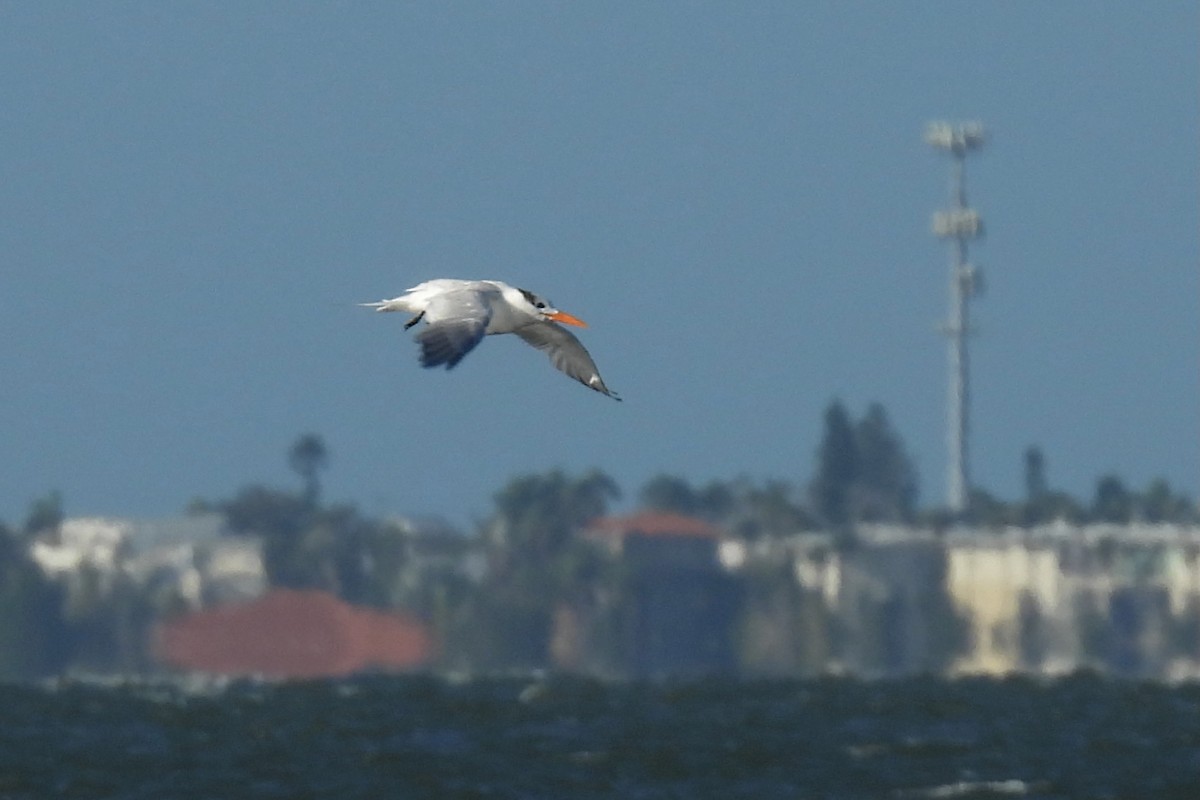 アメリカオオアジサシ - ML646991887