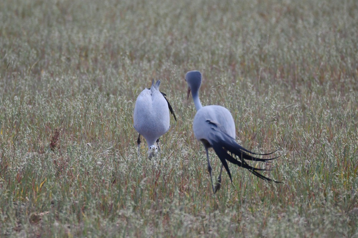Gökçe Turna - ML646991888