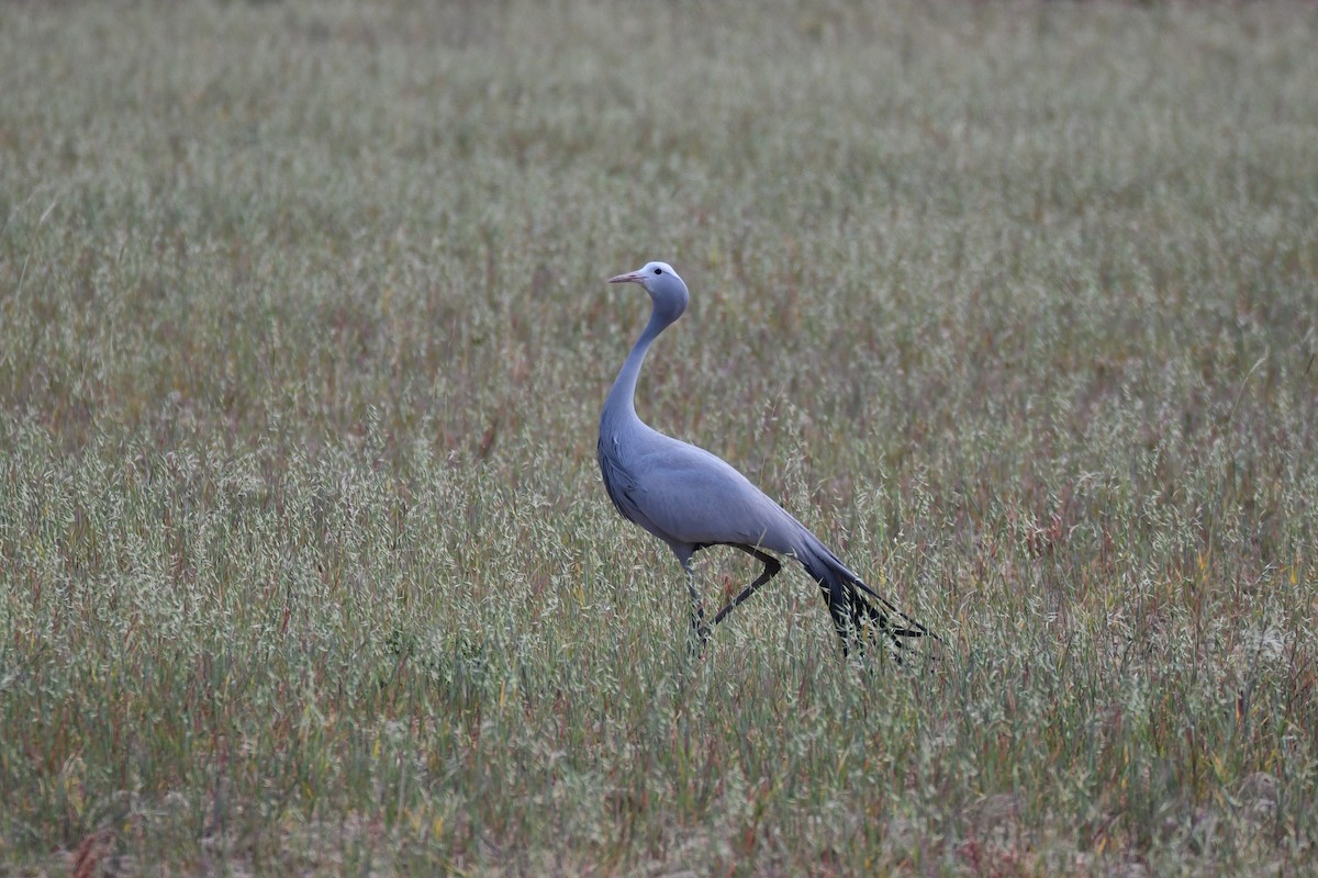 Gökçe Turna - ML646991889