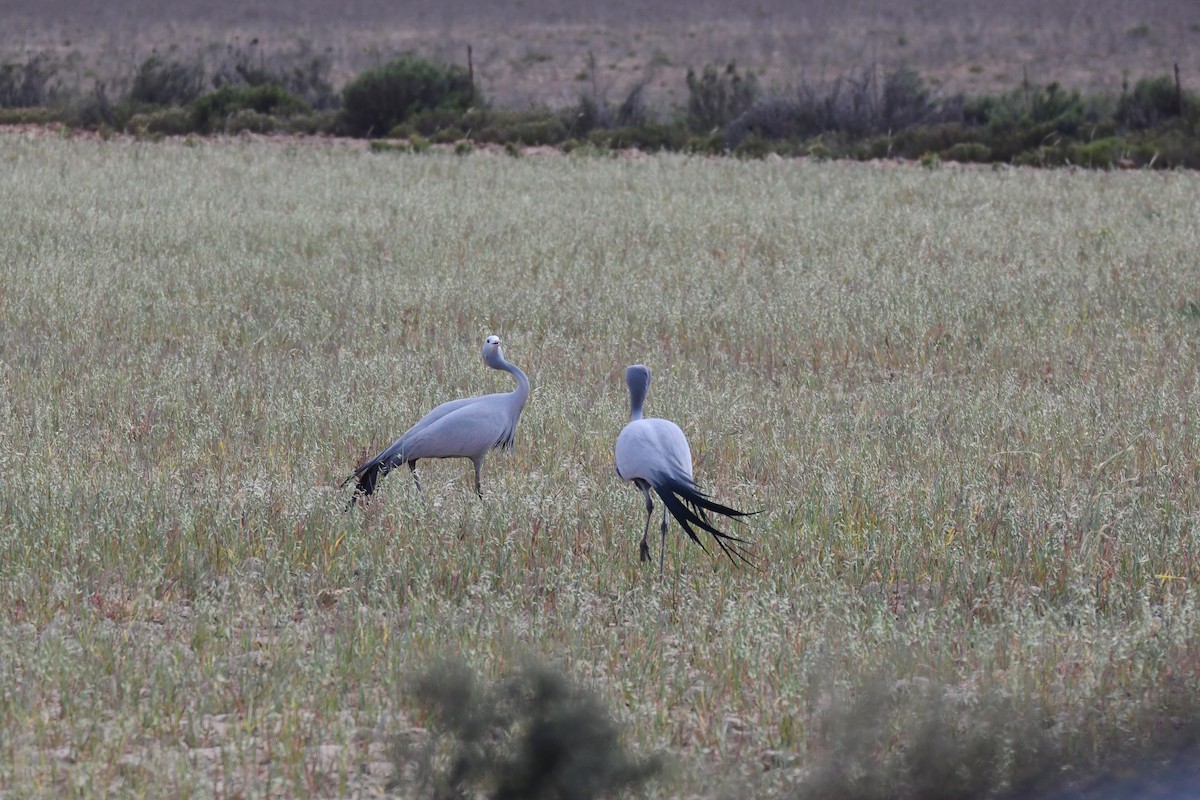 Gökçe Turna - ML646991890