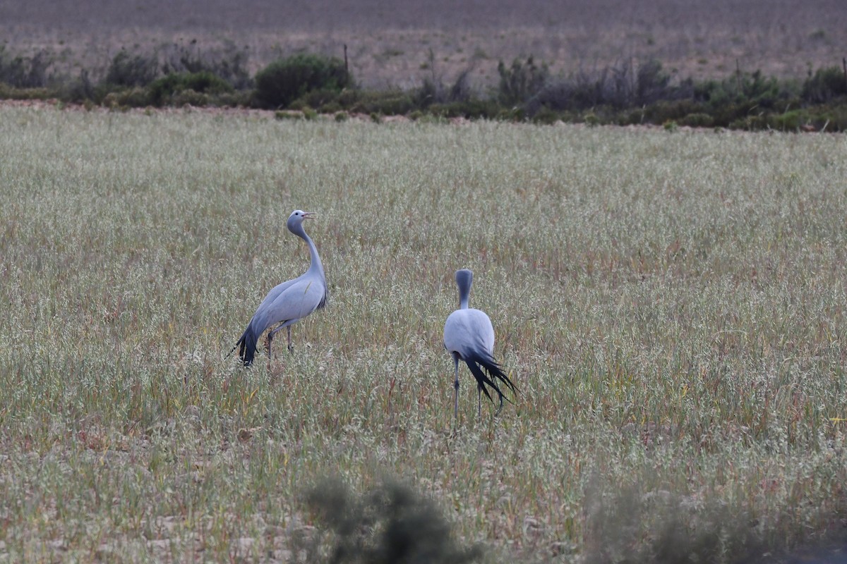 Gökçe Turna - ML646991891