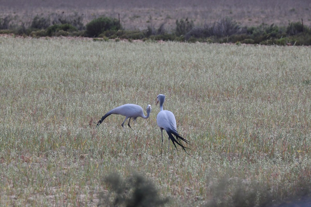 Gökçe Turna - ML646991892
