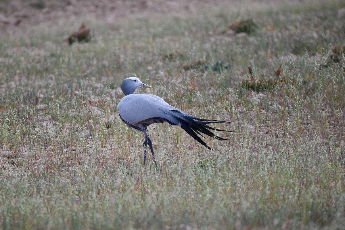 Gökçe Turna - ML646991893