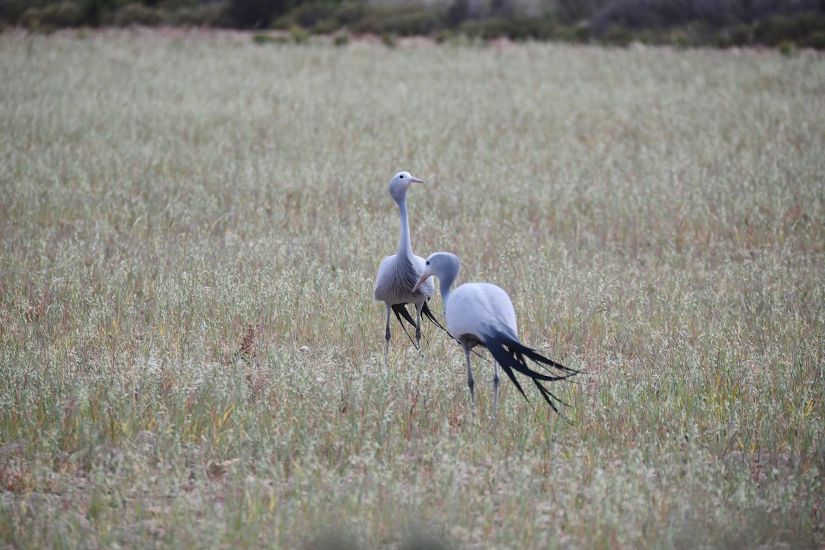 Gökçe Turna - ML646991894
