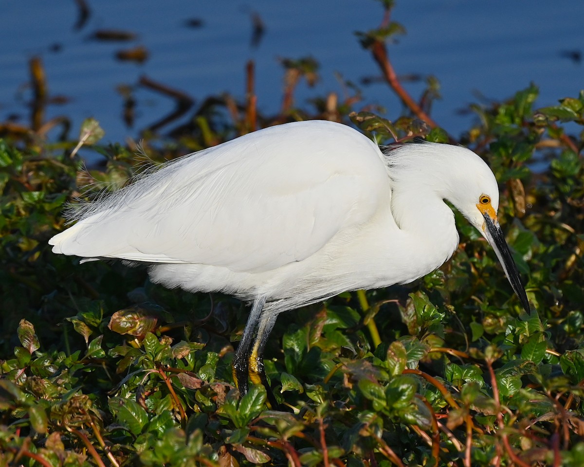 ユキコサギ - ML646991896